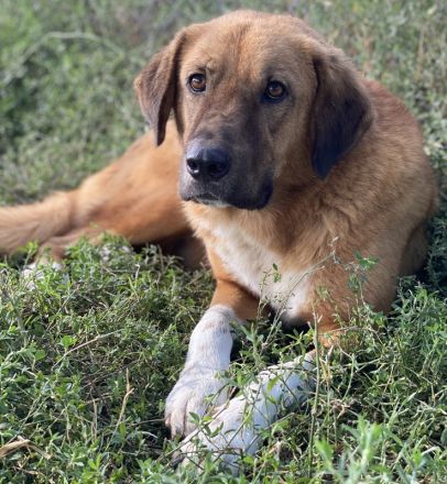 Maletto, geb. ca. 09/2018, lebt in GRIECHENLAND, im städt. Tierheim Serres