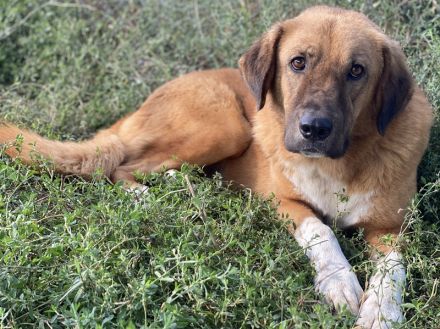 Maletto, geb. ca. 09/2018, lebt in GRIECHENLAND, im städt. Tierheim Serres