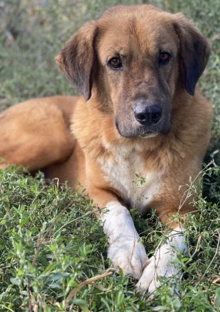 Maletto, geb. ca. 09/2018, lebt in GRIECHENLAND, im städt. Tierheim Serres