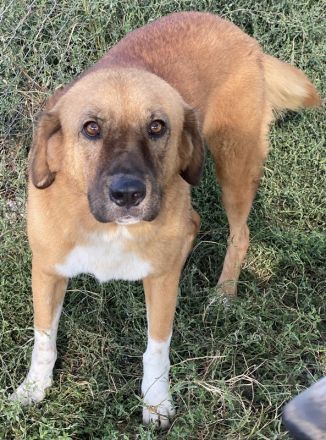 Maletto, geb. ca. 09/2018, lebt in GRIECHENLAND, im städt. Tierheim Serres