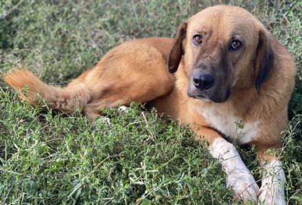Maletto, geb. ca. 09/2018, lebt in GRIECHENLAND, im städt. Tierheim Serres