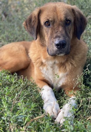 Maletto, geb. ca. 09/2018, lebt in GRIECHENLAND, im städt. Tierheim Serres