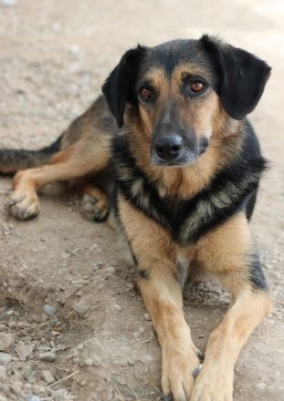 Kitaro, geb. 01/2019, lebt in GRIECHENLAND, im städt. Tierheim Serres