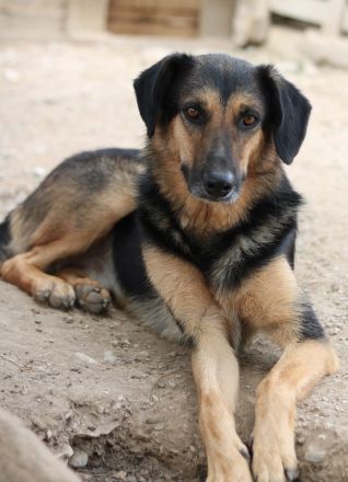 Kitaro, geb. 01/2019, lebt in GRIECHENLAND, im städt. Tierheim Serres