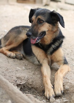 Kitaro, geb. 01/2019, lebt in GRIECHENLAND, im städt. Tierheim Serres