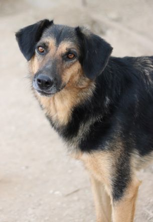 Kitaro, geb. 01/2019, lebt in GRIECHENLAND, im städt. Tierheim Serres