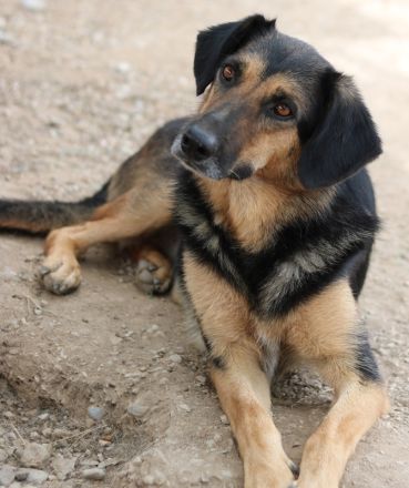 Kitaro, geb. 01/2019, lebt in GRIECHENLAND, im städt. Tierheim Serres