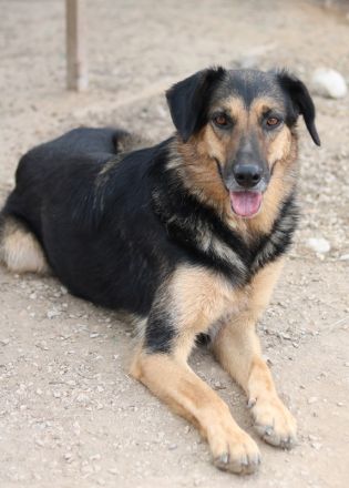 Kitaro, geb. 01/2019, lebt in GRIECHENLAND, im städt. Tierheim Serres