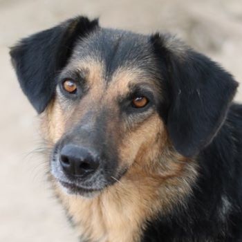 Kitaro, geb. 01/2019, lebt in GRIECHENLAND, im städt. Tierheim Serres