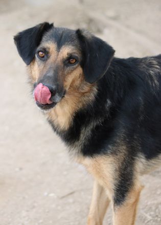 Kitaro, geb. 01/2019, lebt in GRIECHENLAND, im städt. Tierheim Serres