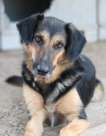 Kitaro, geb. 01/2019, lebt in GRIECHENLAND, im städt. Tierheim Serres