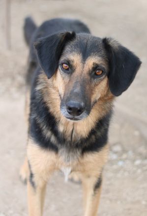 Kitaro, geb. 01/2019, lebt in GRIECHENLAND, im städt. Tierheim Serres