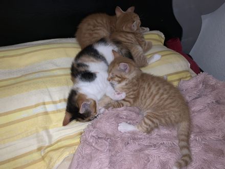 4 Babys Katzen