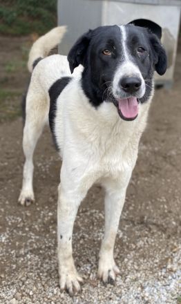 Kastor, geb. 01/2019, lebt in GRIECHENLAND, im städt. Tierheim Serres