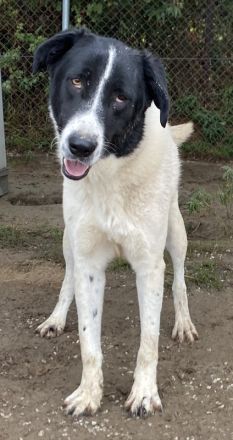 Kastor, geb. 01/2019, lebt in GRIECHENLAND, im städt. Tierheim Serres