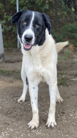 Kastor, geb. 01/2019, lebt in GRIECHENLAND, im städt. Tierheim Serres