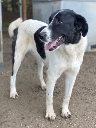 Kastor, geb. 01/2019, lebt in GRIECHENLAND, im städt. Tierheim Serres