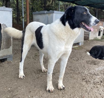 Kastor, geb. 01/2019, lebt in GRIECHENLAND, im städt. Tierheim Serres