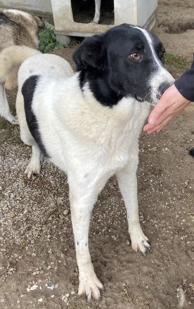 Kastor, geb. 01/2019, lebt in GRIECHENLAND, im städt. Tierheim Serres