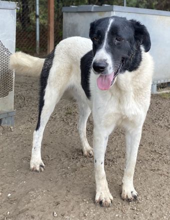 Kastor, geb. 01/2019, lebt in GRIECHENLAND, im städt. Tierheim Serres