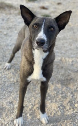 Einstein, geb. ca. 09/2020, lebt in GRIECHENLAND, im städt. Tierheim Serres