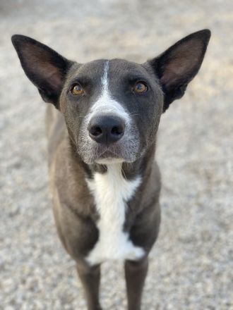 Einstein, geb. ca. 09/2020, lebt in GRIECHENLAND, im städt. Tierheim Serres