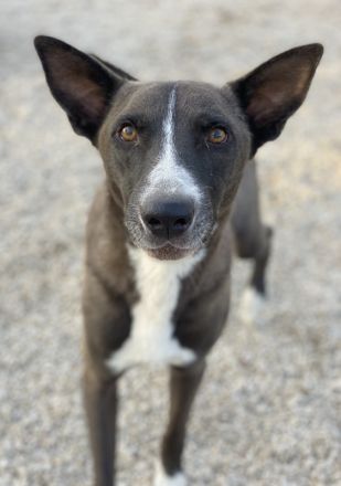 Einstein, geb. ca. 09/2020, lebt in GRIECHENLAND, im städt. Tierheim Serres
