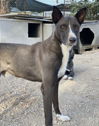 Einstein, geb. ca. 09/2020, lebt in GRIECHENLAND, im städt. Tierheim Serres
