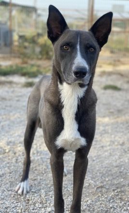 Einstein, geb. ca. 09/2020, lebt in GRIECHENLAND, im städt. Tierheim Serres