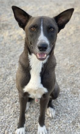 Einstein, geb. ca. 09/2020, lebt in GRIECHENLAND, im städt. Tierheim Serres