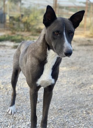 Einstein, geb. ca. 09/2020, lebt in GRIECHENLAND, im städt. Tierheim Serres