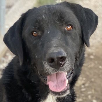 Cupid, geb. ca. 03/2020, lebt in GRIECHENLAND, im städt. Tierheim Serres