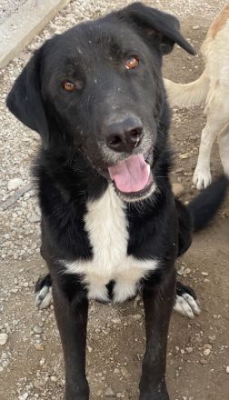 Cupid, geb. ca. 03/2020, lebt in GRIECHENLAND, im städt. Tierheim Serres