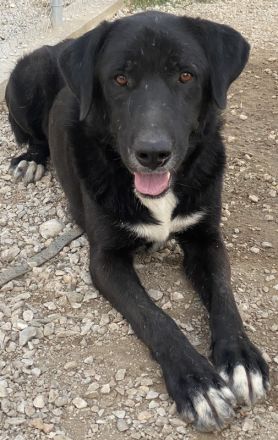 Cupid, geb. ca. 03/2020, lebt in GRIECHENLAND, im städt. Tierheim Serres