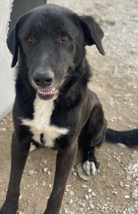 Cupid, geb. ca. 03/2020, lebt in GRIECHENLAND, im städt. Tierheim Serres