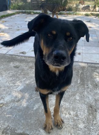 Argos, geb. ca. 05/2019, lebt in GRIECHENLAND, im städt. Tierheim Serres