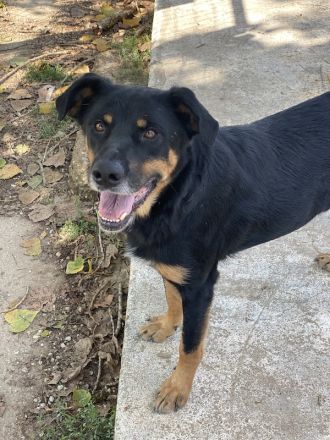 Argos, geb. ca. 05/2019, lebt in GRIECHENLAND, im städt. Tierheim Serres