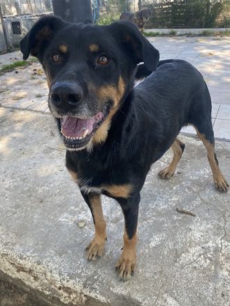 Argos, geb. ca. 05/2019, lebt in GRIECHENLAND, im städt. Tierheim Serres