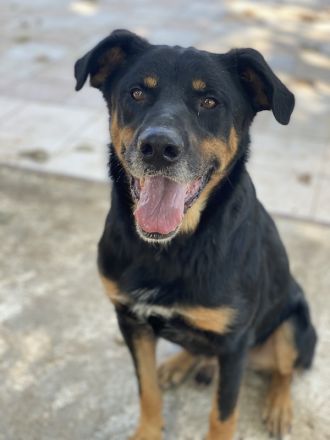 Argos, geb. ca. 05/2019, lebt in GRIECHENLAND, im städt. Tierheim Serres