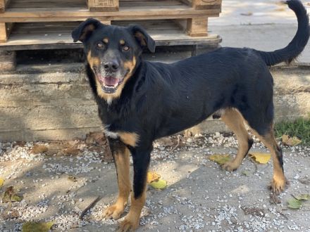 Argos, geb. ca. 05/2019, lebt in GRIECHENLAND, im städt. Tierheim Serres