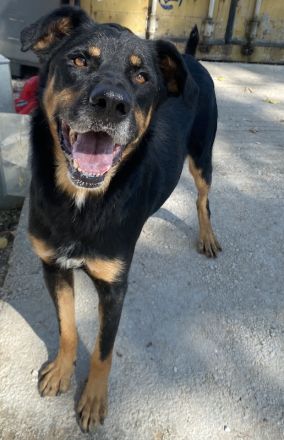 Argos, geb. ca. 05/2019, lebt in GRIECHENLAND, im städt. Tierheim Serres