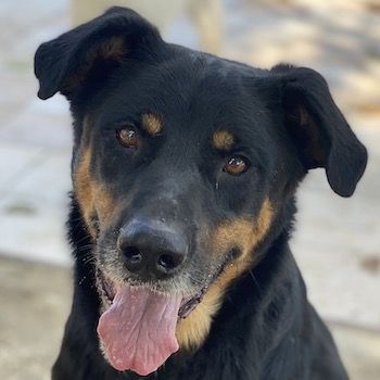 Argos, geb. ca. 05/2019, lebt in GRIECHENLAND, im städt. Tierheim Serres