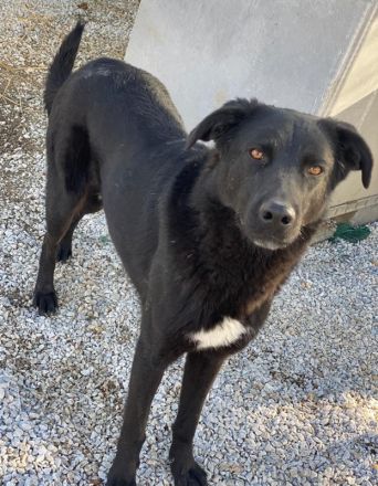 Acero, geb. ca. 01/2019, lebt in GRIECHENLAND, im städt. Tierheim Serres