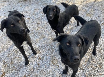 Acero, geb. ca. 01/2019, lebt in GRIECHENLAND, im städt. Tierheim Serres