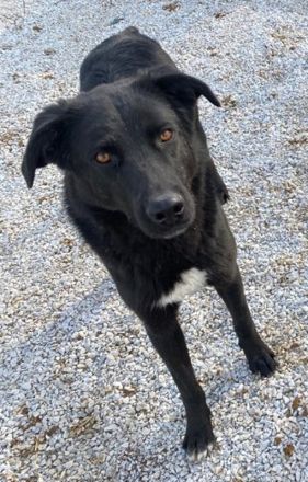 Acero, geb. ca. 01/2019, lebt in GRIECHENLAND, im städt. Tierheim Serres