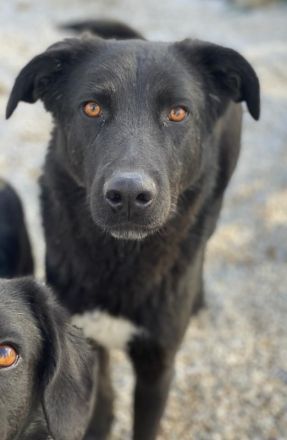 Acero, geb. ca. 01/2019, lebt in GRIECHENLAND, im städt. Tierheim Serres