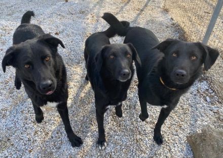 Acero, geb. ca. 01/2019, lebt in GRIECHENLAND, im städt. Tierheim Serres