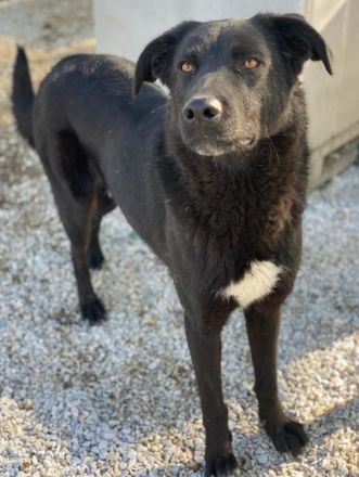 Acero, geb. ca. 01/2019, lebt in GRIECHENLAND, im städt. Tierheim Serres