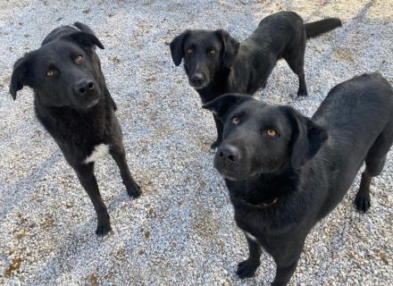 Acero, geb. ca. 01/2019, lebt in GRIECHENLAND, im städt. Tierheim Serres