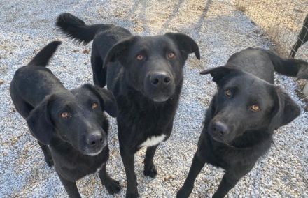 Acero, geb. ca. 01/2019, lebt in GRIECHENLAND, im städt. Tierheim Serres